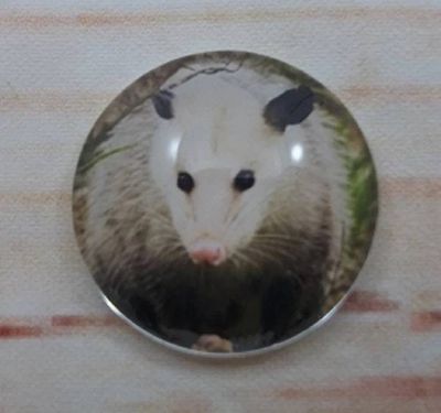 Alternate image for Adorable Possum Fridge Magnets