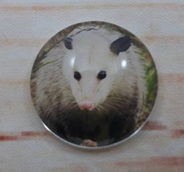Alternate image for Adorable Possum Fridge Magnets