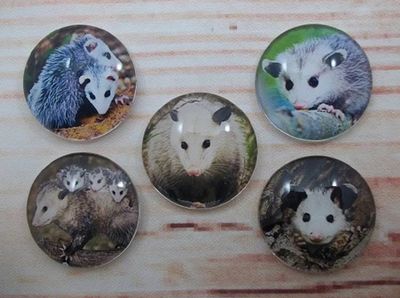 Alternate image for Adorable Possum Fridge Magnets