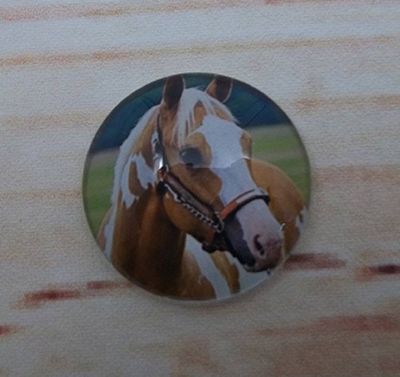 Alternate image for Beautiful Horses Fridge Magnets