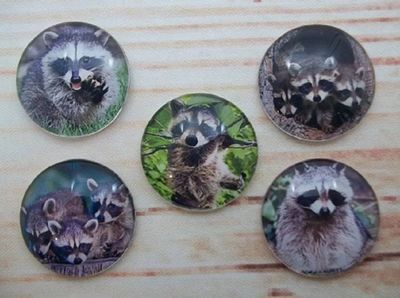 Alternate image for Adorable Raccoon Fridge Magnets