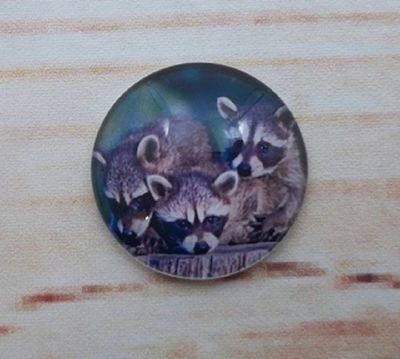 Alternate image for Adorable Raccoon Fridge Magnets