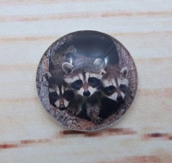 Alternate image for Adorable Raccoon Fridge Magnets