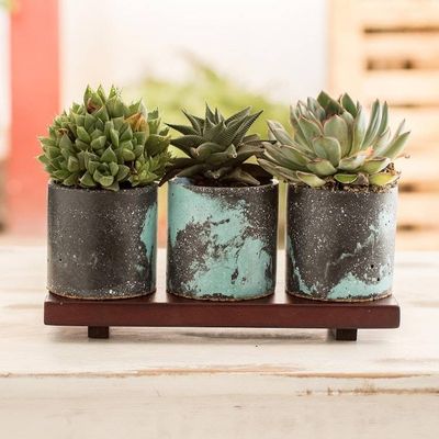 Alternate image for Shabby Chic-Inspired Flower Pots on Mahogany Base Set of 3 Rustic Granite