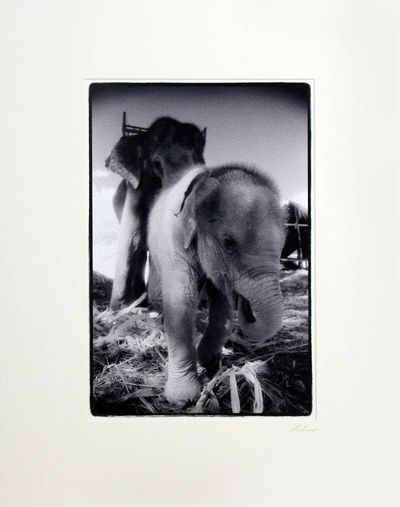 Primary image for Thai Black and White Baby Elephant Photo My name is Nong Ying