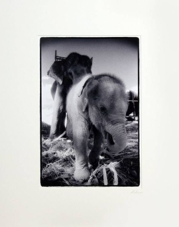 Alternate image for Thai Black and White Baby Elephant Photo My name is Nong Ying