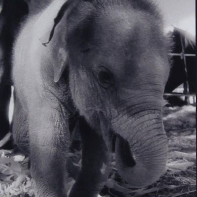 Alternate image for Thai Black and White Baby Elephant Photo My name is Nong Ying