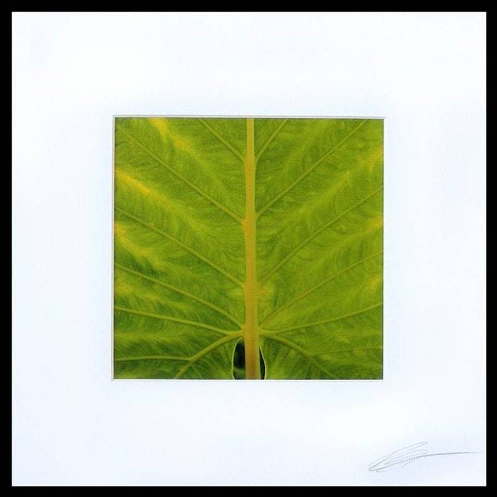 Green Caladium Leaf Close-Up Color Photograph 'Life Lines'