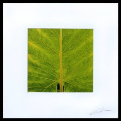 Alternate image for Green Caladium Leaf Close-Up Color Photograph Life Lines