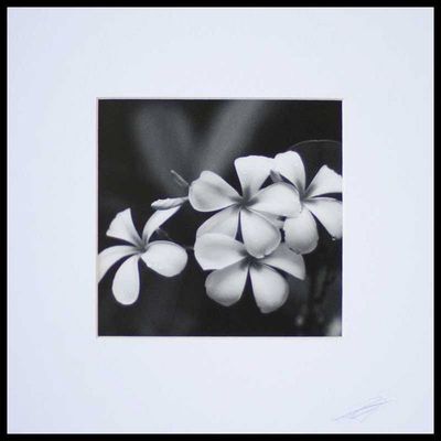 Alternate image for Black and White Frangipani Flowers Photograph Frangipani After Rain Shower