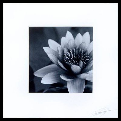 Alternate image for Grey Scale Signed White Lotus Blossom Photograph Purity