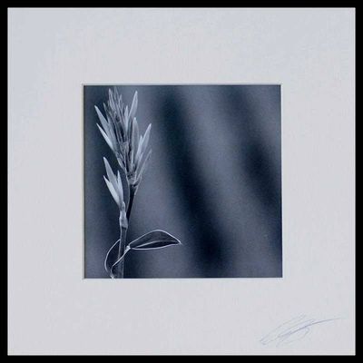 Alternate image for Signed Black and White Flower Photograph Springs First Walk
