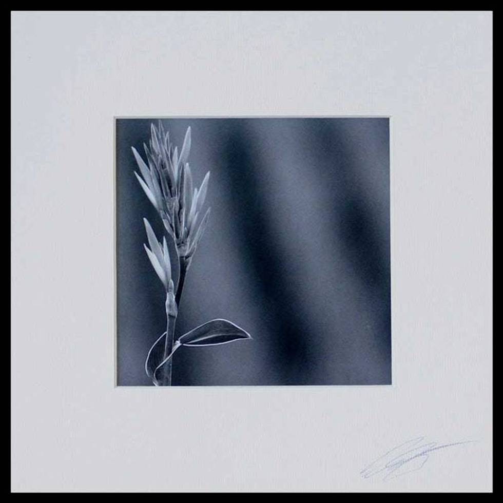 Signed Black and White Flower Photograph 'Spring's First Walk'