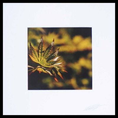 Alternate image for Maple Leaf in Korea Color Photograph from Thailand Japanese Maple