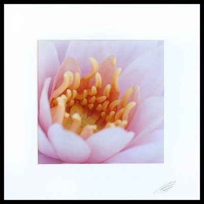 Alternate image for Floral Color Photograph Shades of Pink