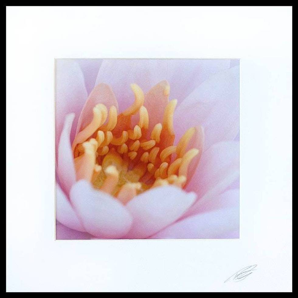 Floral Color Photograph 'Shades of Pink'