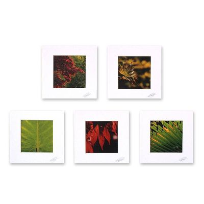 Primary image for Set of 5 Thai Nature Theme Color Photographs Patterns of Life
