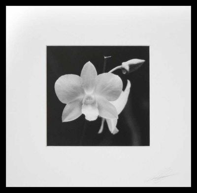 Primary image for Signed Black and White Orchid Photograph Shadows of Beauty