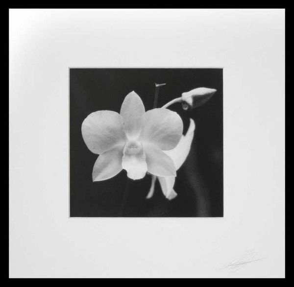 Alternate image for Signed Black and White Orchid Photograph Shadows of Beauty