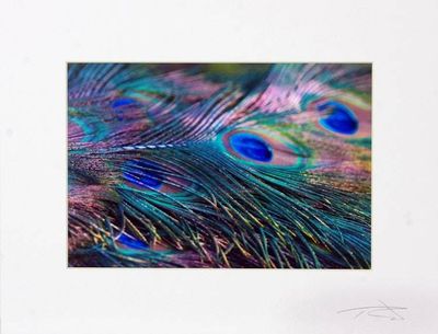 Alternate image for Peacock Feather Color Photograph in Card Stock Mat Splendour