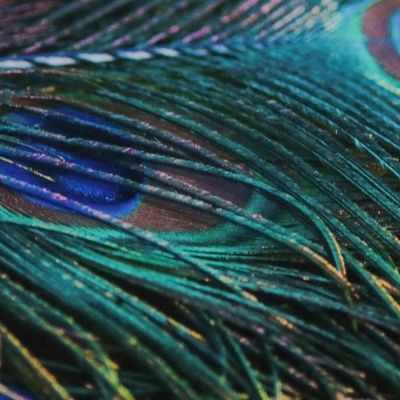 Alternate image for Peacock Feather Color Photograph in Card Stock Mat Splendour