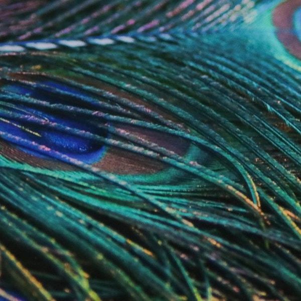 Alternate image for Peacock Feather Color Photograph in Card Stock Mat Splendour