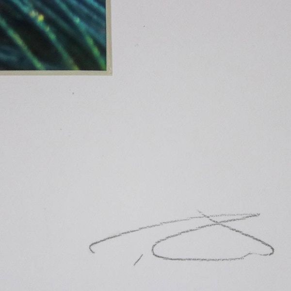 Alternate image for Peacock Feather Color Photograph in Card Stock Mat Splendour