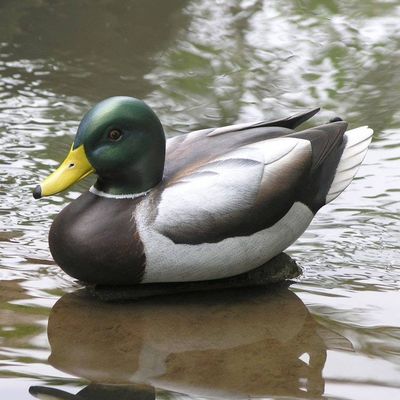 Alternate image for Wood Duck Sculpture Male Mallard