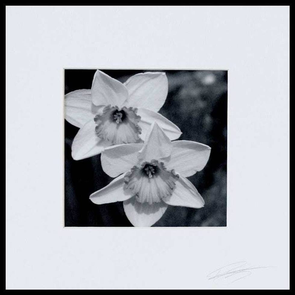 Black and White Daffodils Floral Photograph 'Partners'