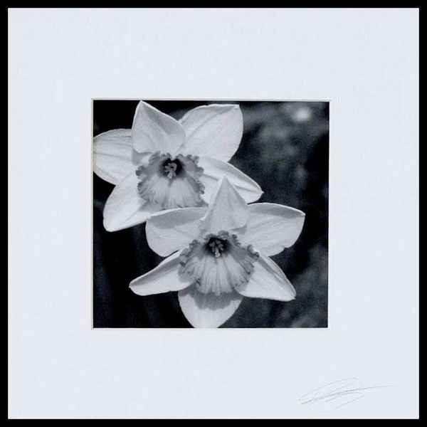 Alternate image for Black and White Daffodils Floral Photograph Partners
