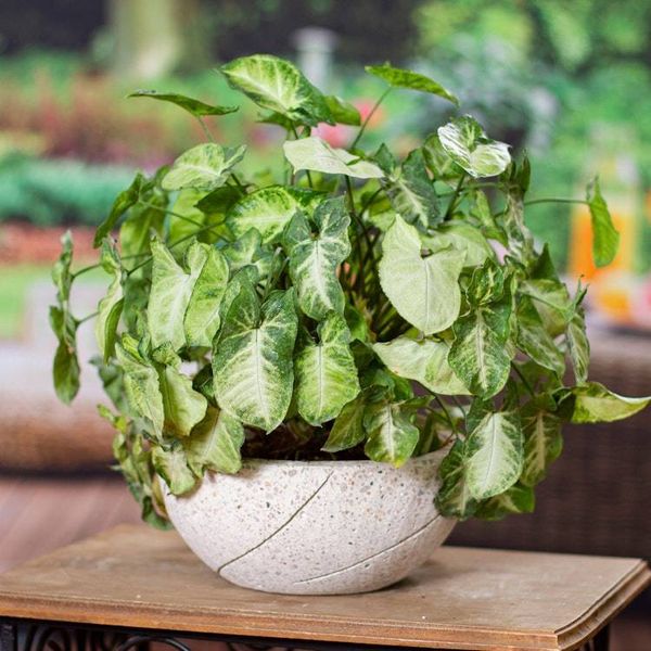 Alternate image for Round Reclaimed Stone Flower Pot from Mexico Round Planter