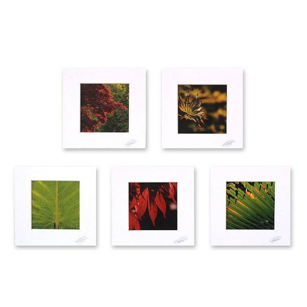 Alternate image for Set of 5 Thai Nature Theme Color Photographs Patterns of Life