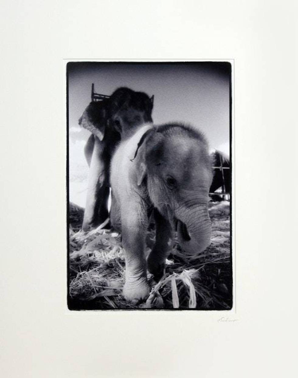 Thai Black and White Baby Elephant Photo 'My name is Nong Ying'