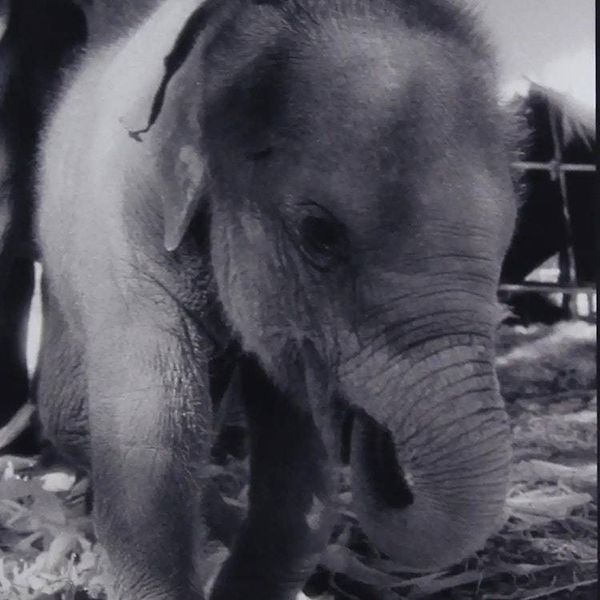 Alternate image for Thai Black and White Baby Elephant Photo My name is Nong Ying