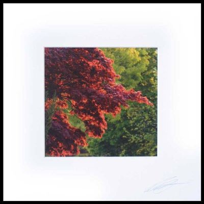Alternate image for Autumn Tree Color Photograph A Touch of Autumn