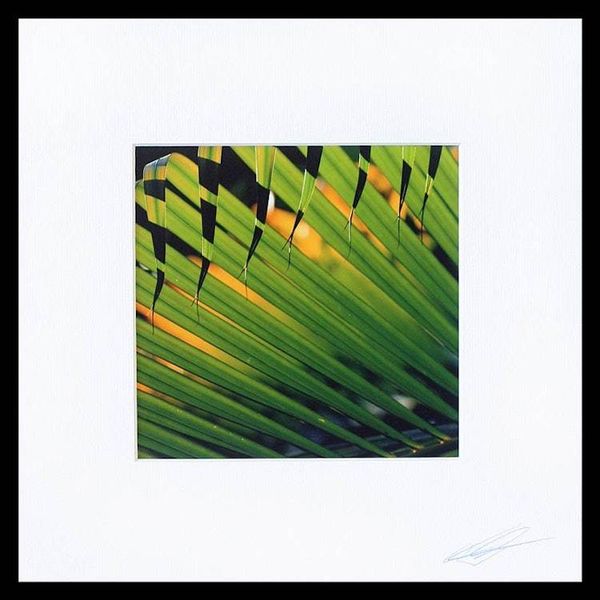 Alternate image for Signed Color Photograph of Green Pals Fronds Sunset Palms