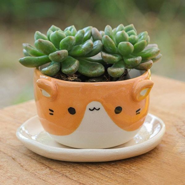 Alternate image for Ceramic Cat Mini Flower Pot with Saucer in Ivory and Orange Kitty Energy
