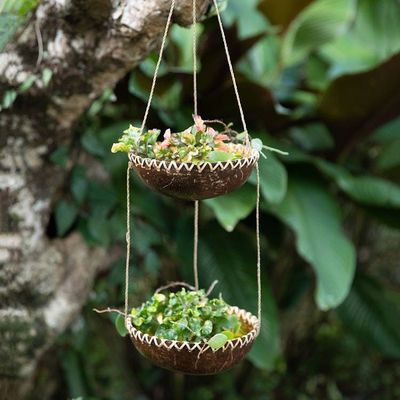 Alternate image for Handcrafted Coconut Shell Hanging Planter in a Dark Hue Coconut Prosperity