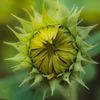 Sunflower Avenue