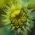 Sunflower Avenue