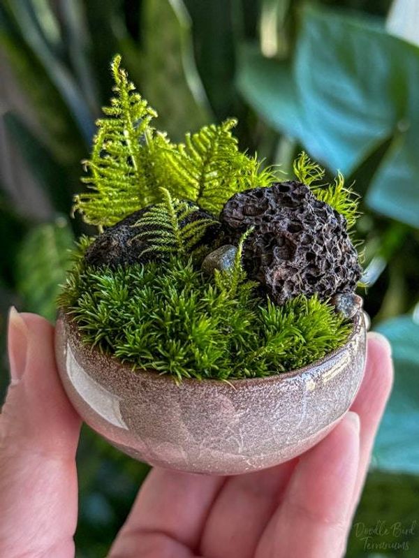 Alternate image for Mini Moss Terrarium Ceramic Dish Garden – Lava Rock, Fern Moss, Dusty Rose Planter