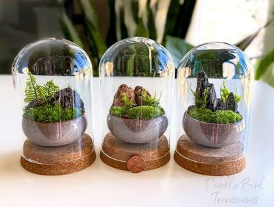 Alternate image for Mini Moss Terrarium Ceramic Dish Garden – Lava Rock, Fern Moss, Dusty Rose Planter