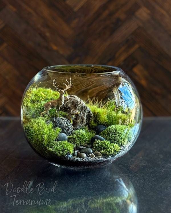 Alternate image for Whitetail Woods: Stately Buck Moss Terrarium for Deer Lovers