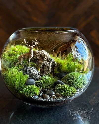 Alternate image for Whitetail Woods: Stately Buck Moss Terrarium for Deer Lovers