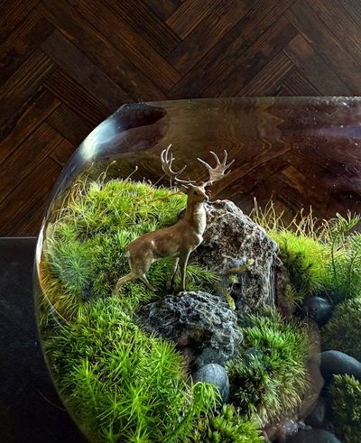 Alternate image for Whitetail Woods: Stately Buck Moss Terrarium for Deer Lovers
