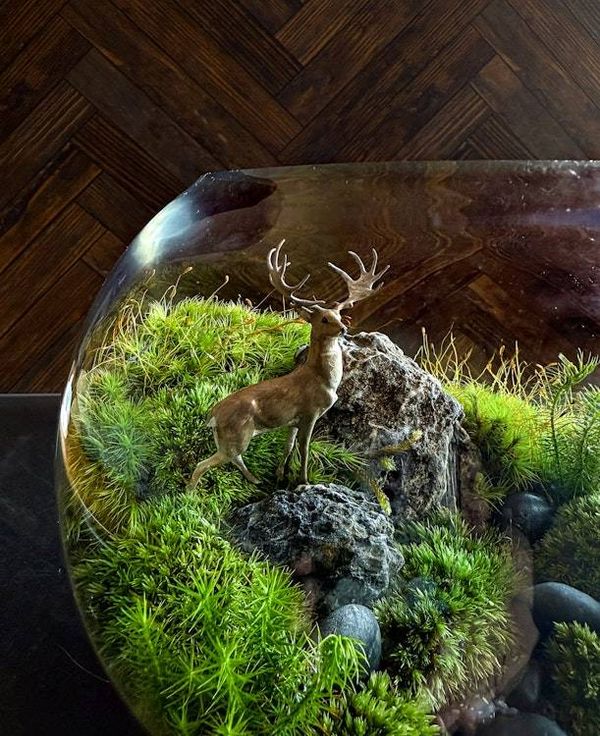Alternate image for Whitetail Woods: Stately Buck Moss Terrarium for Deer Lovers