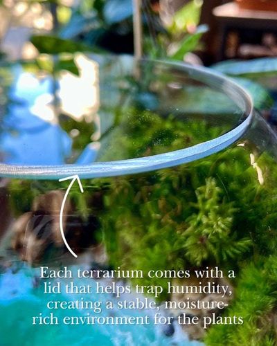 Alternate image for Whitetail Woods: Stately Buck Moss Terrarium for Deer Lovers