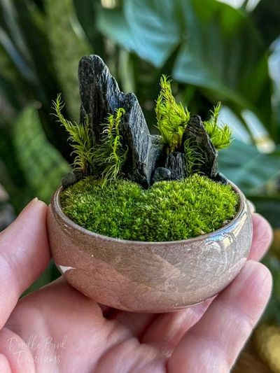 Alternate image for Mossy Scottish Highlands Live Terrarium: Mini Ceramic Dish Garden Under Glass Dome