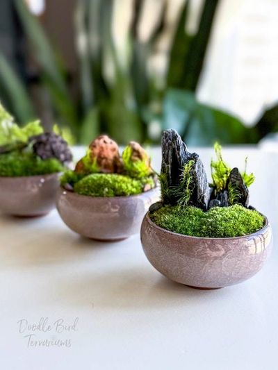 Alternate image for Mossy Scottish Highlands Live Terrarium: Mini Ceramic Dish Garden Under Glass Dome