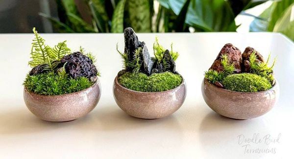 Alternate image for Set of 3 Small Dish Garden Terrariums: Southwestern, Highlands, and Woodland Landscapes